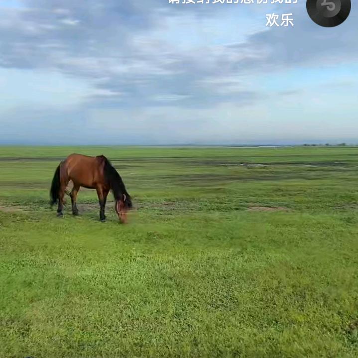 年年有余鱼
