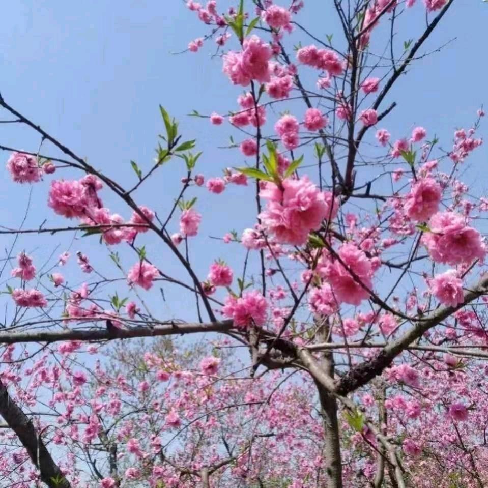 兰