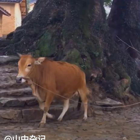 &火*旱$