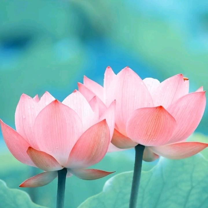 陌辞