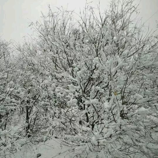 靳先生【涅槃重生】