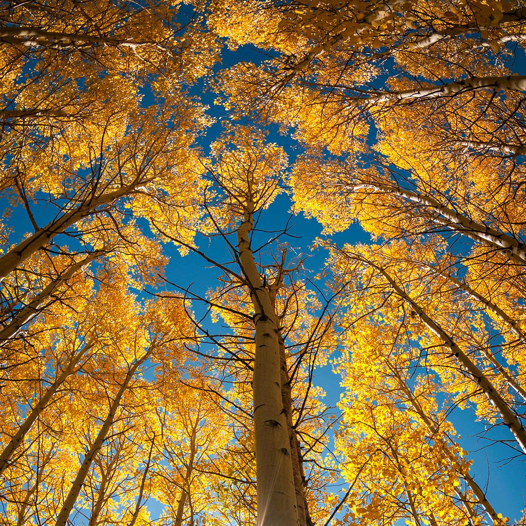 林四代发代采各种蔬菜重庆双福国际农贸城