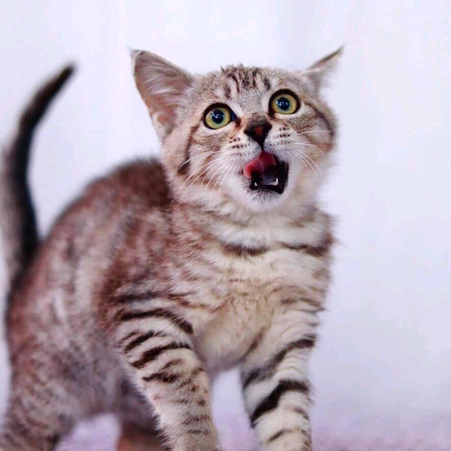 猫哥@