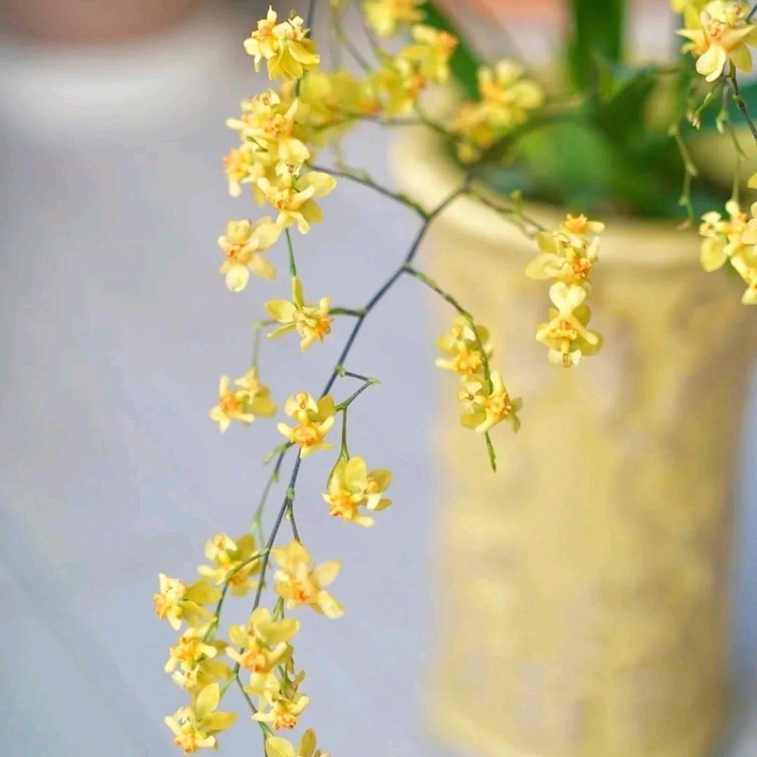 水木花卉园艺