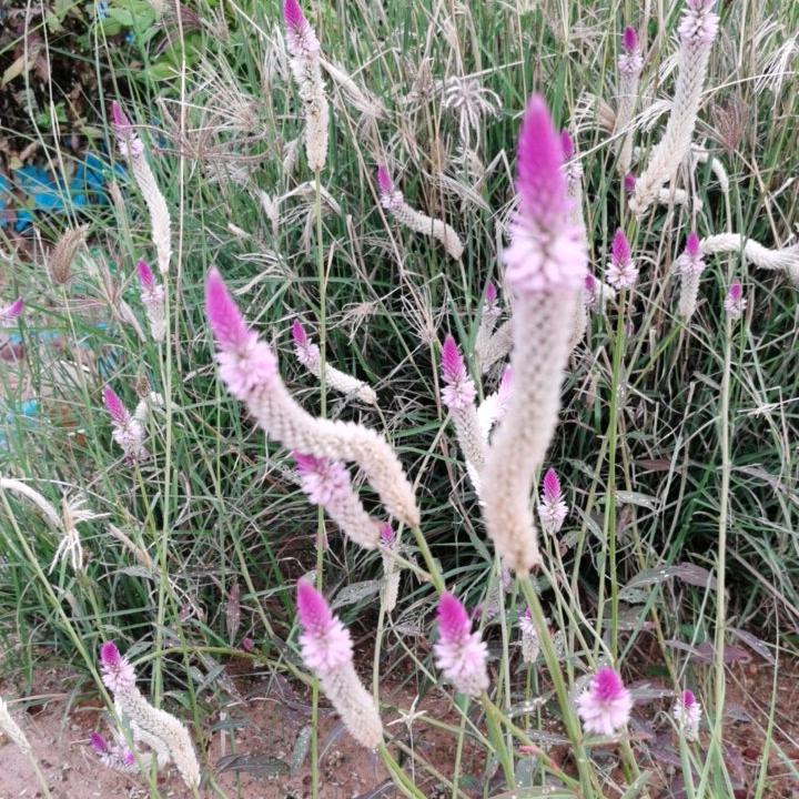 晓风残月弄清烟