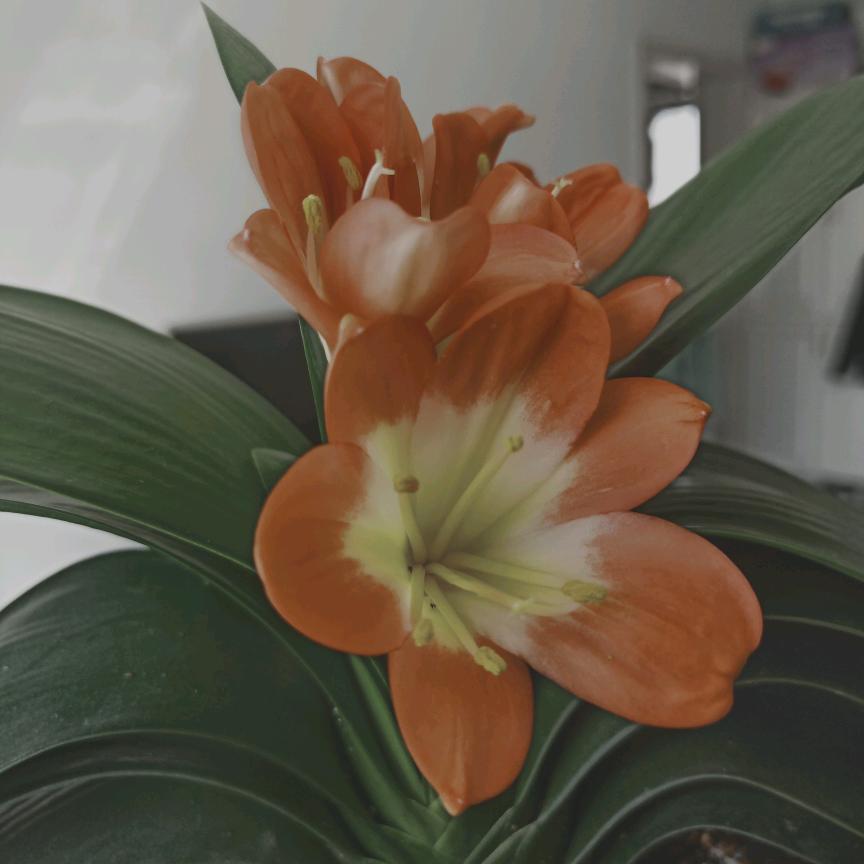 鸭舌帽