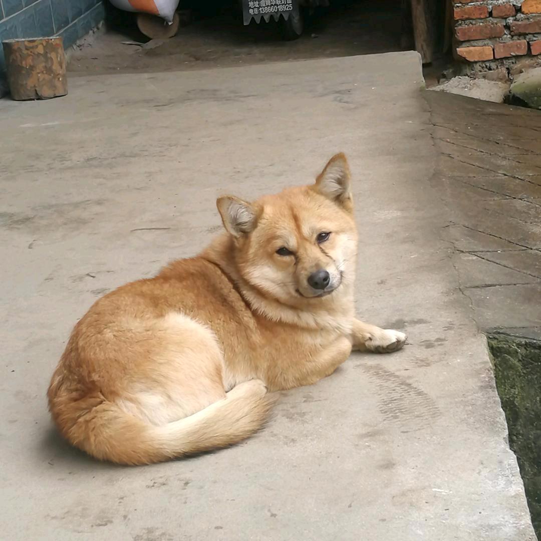 🌹🌹🌹（大章🎈🎈鸿涂）🍰🔥