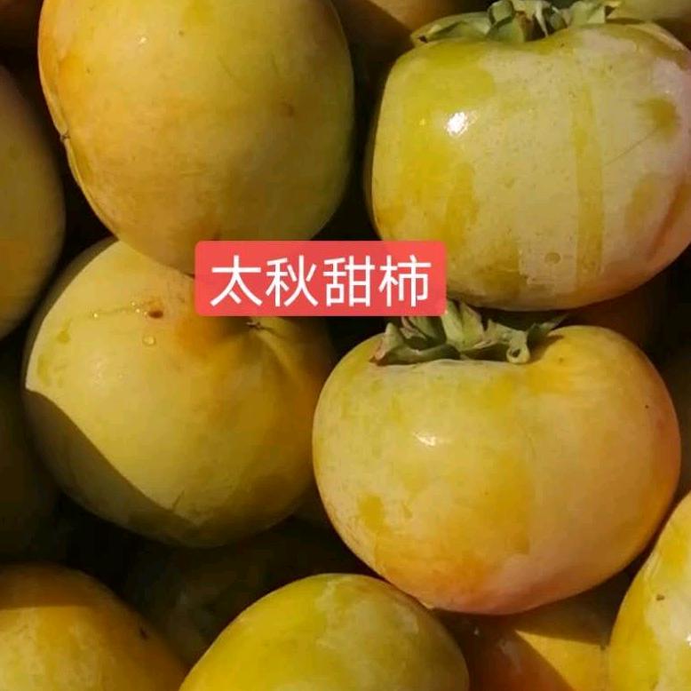 桐乡高桥魏大果园
