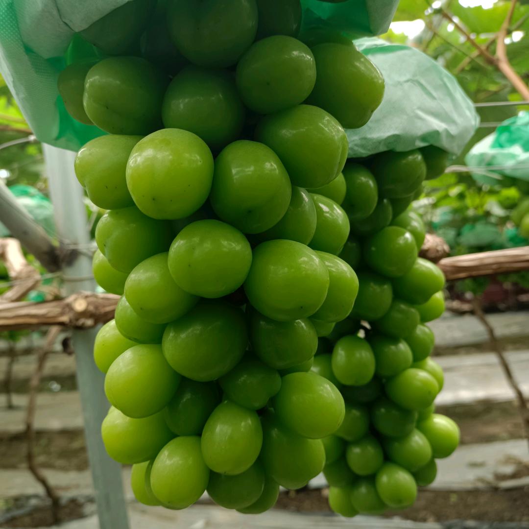 西昌农产品合作社小张