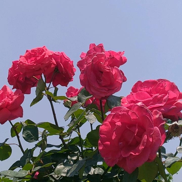 小梅