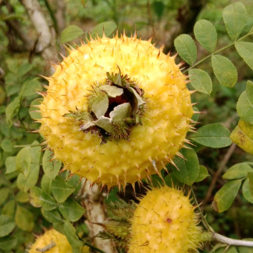 ꧔ꦿ࿐้韦光草兰₅₂₀💞࿐