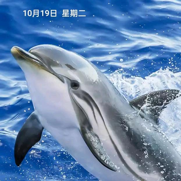 平安岁岁