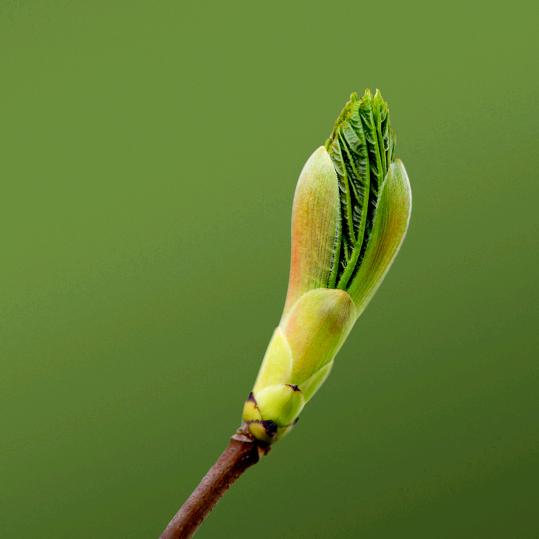 阳妞妞