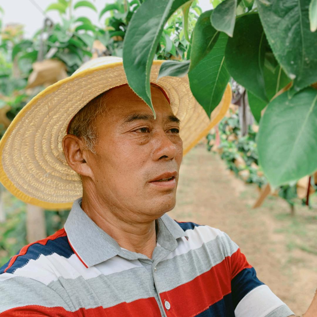秋月梨三叔