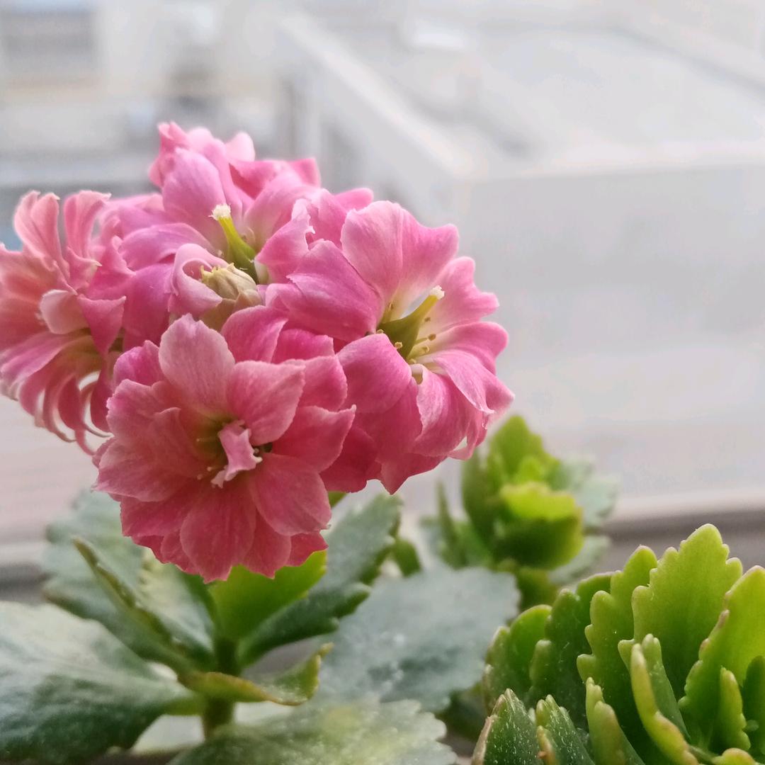 王学玲