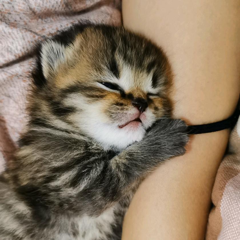 谋生计的喵喵喵们