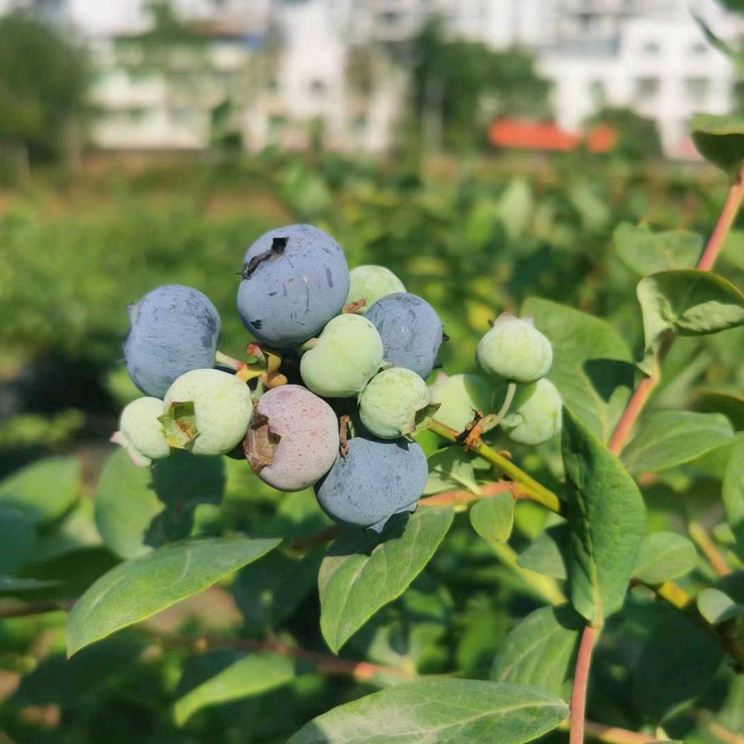 青梅竹马蓝莓庄园欢迎您