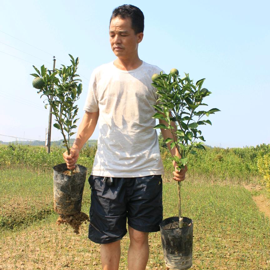 老张果树苗
