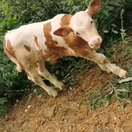 万顺牛场