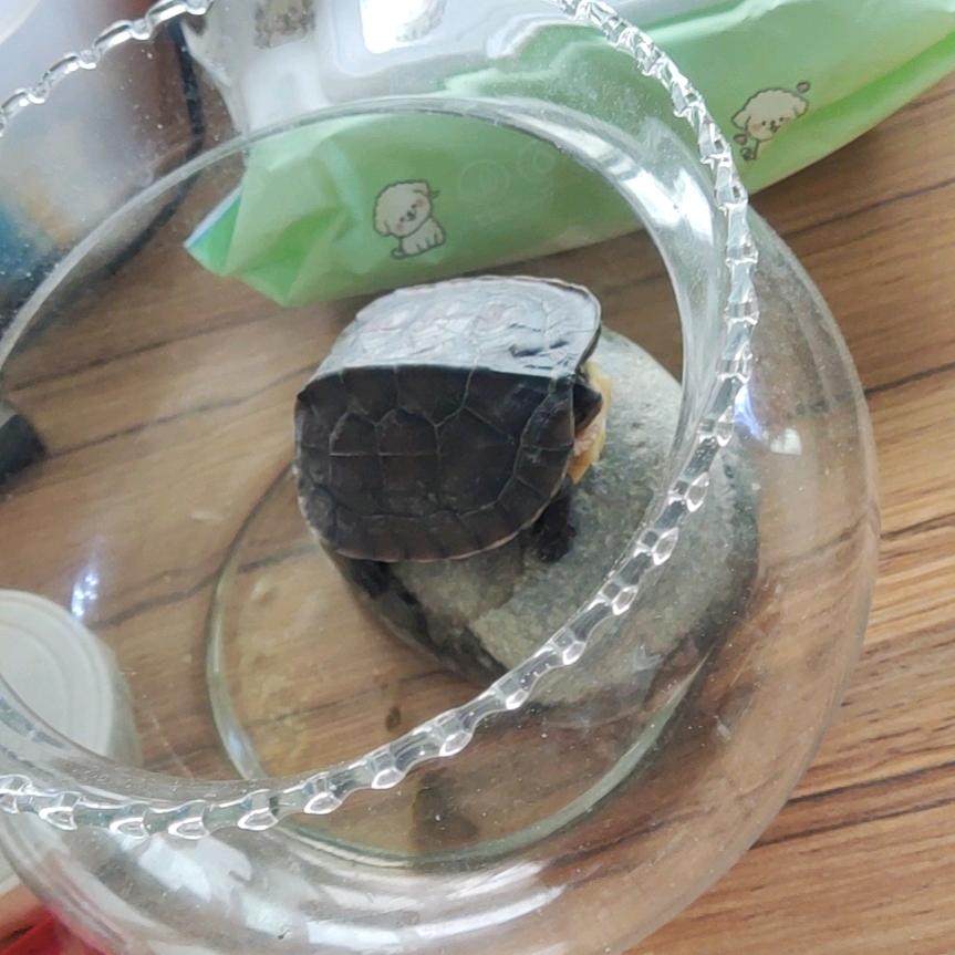 不出奇怪的末流