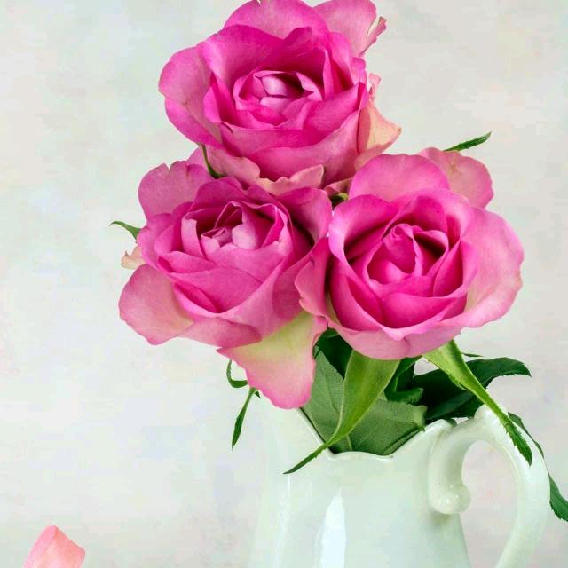 你是我永远的信仰