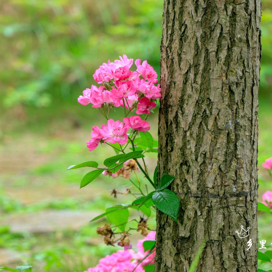 岁月吹过多少风