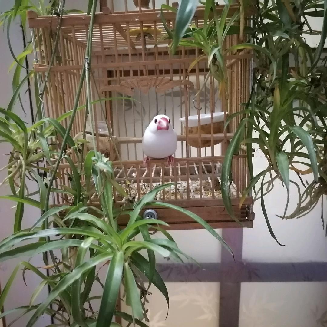 花鸟鱼虫