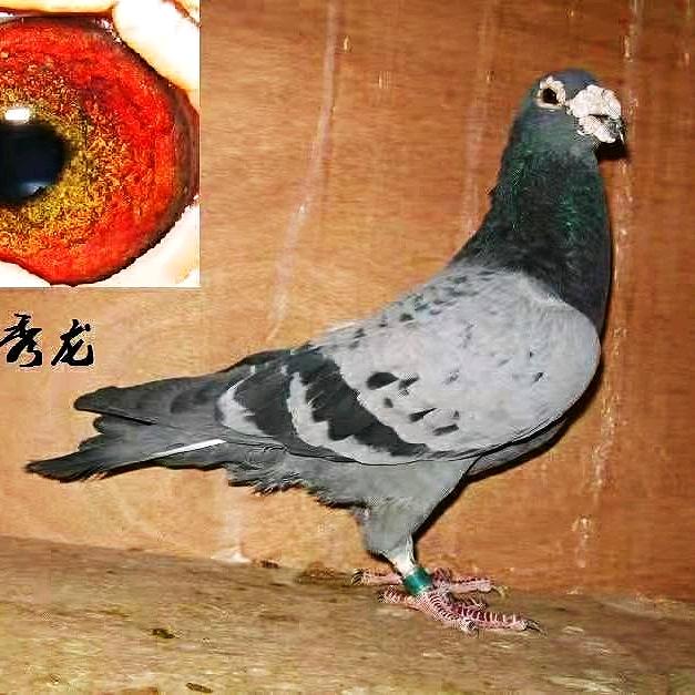 秀龙鸟🕊️🕊️【新】