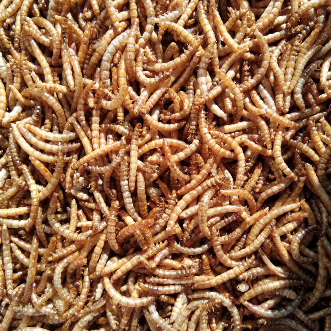 临汾尧都黄粉虫养殖