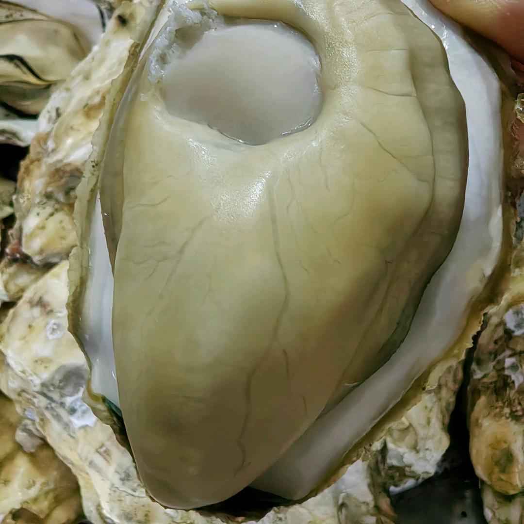 何记生蚝批发