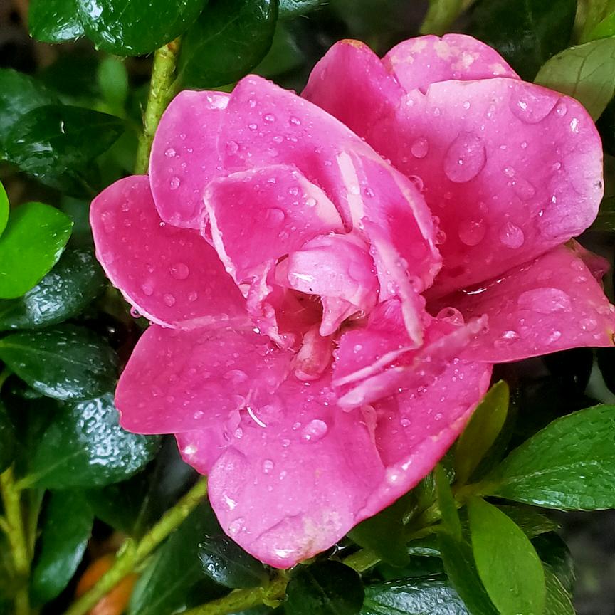 花木园林