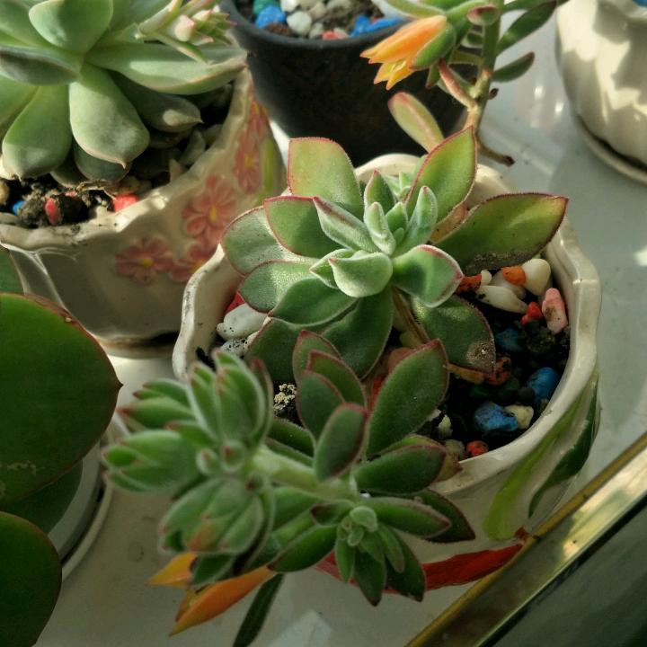 淡