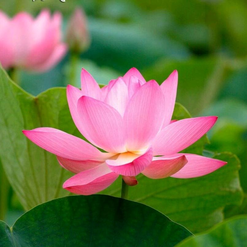 春暖花开🌻
