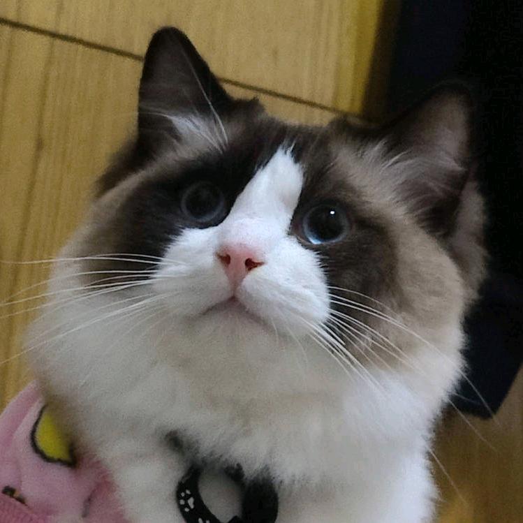 🌈万俟流云