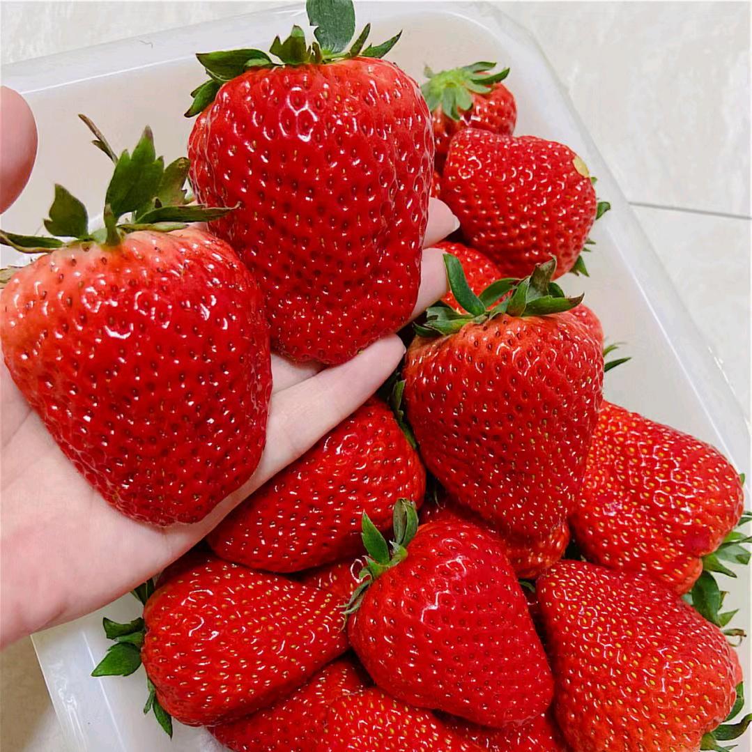每植乐农资小李