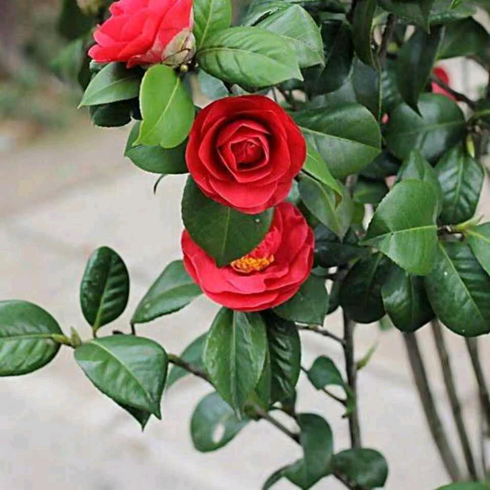 灵芝草