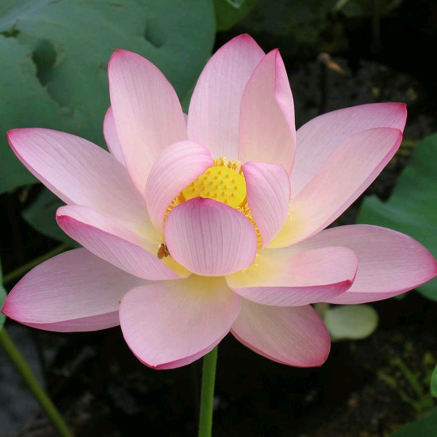 心静如水