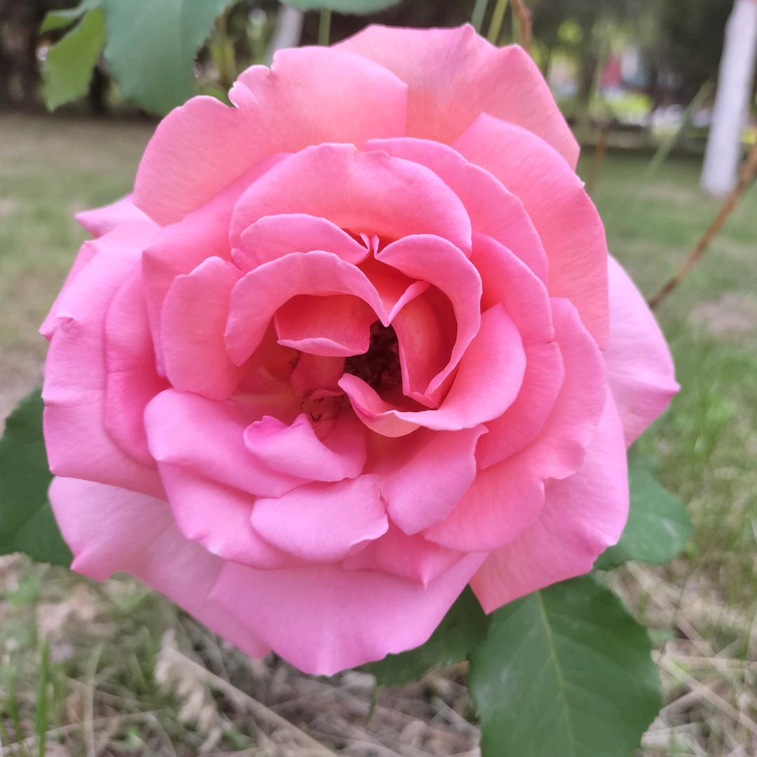 格桑花