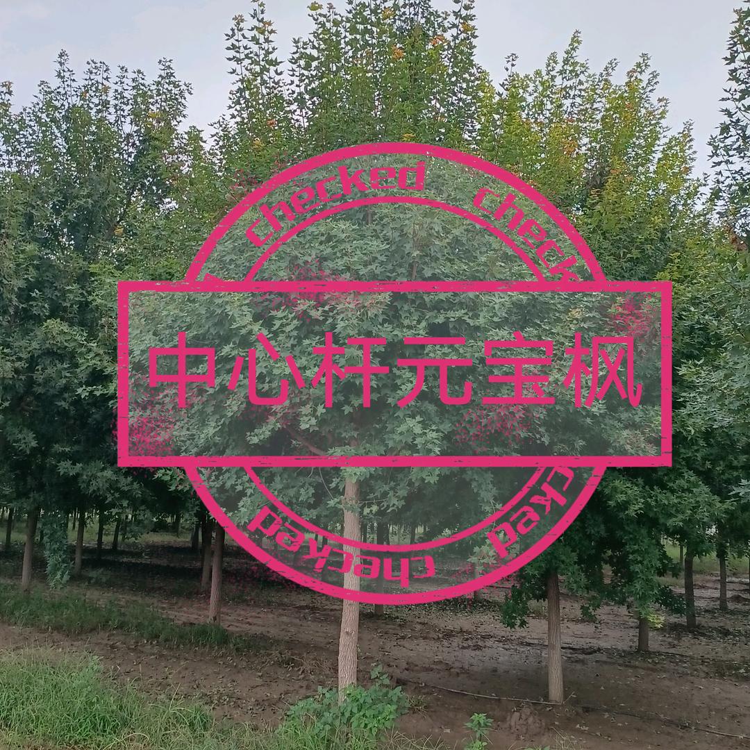 长葛泉田湾种植元宝枫基地