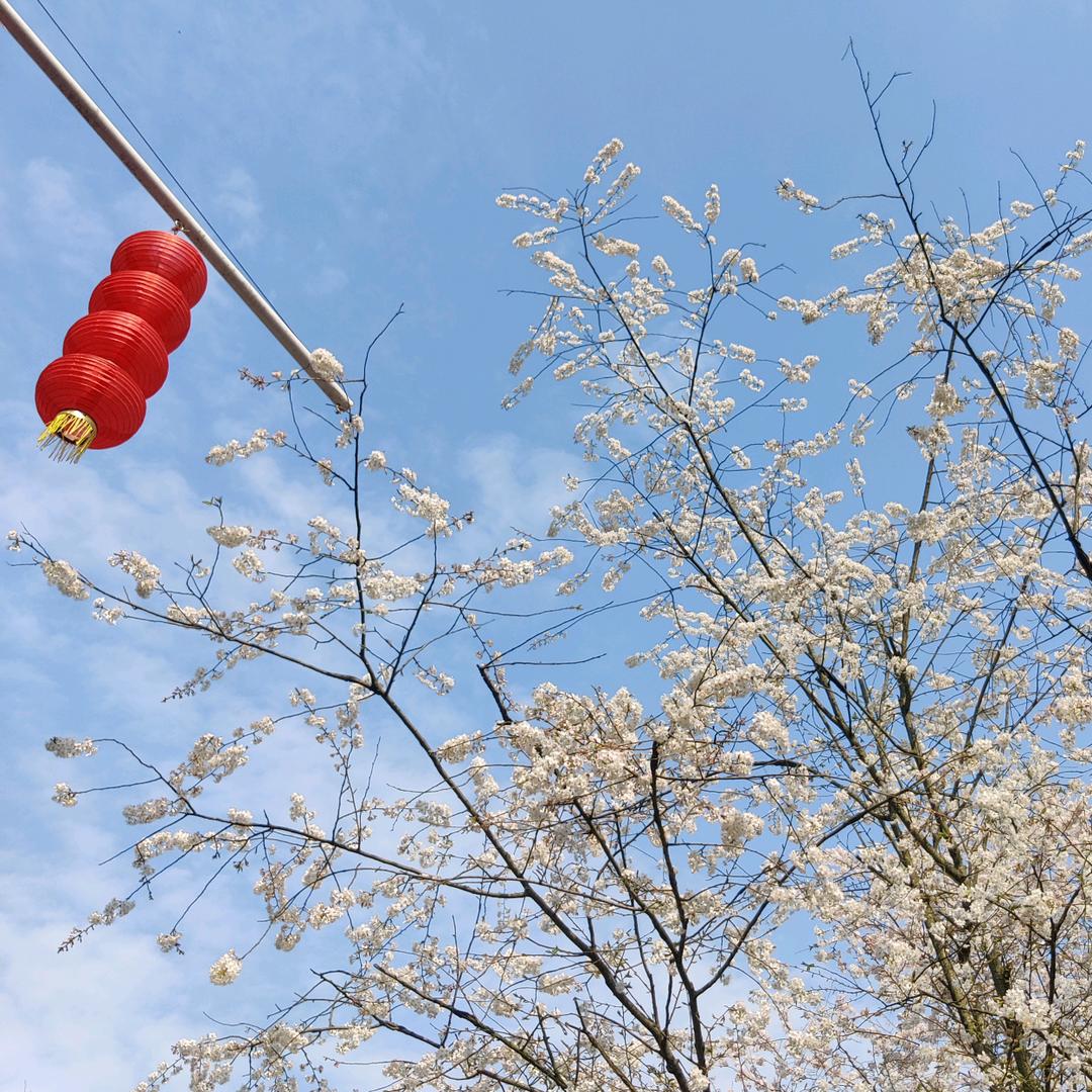 龙～～