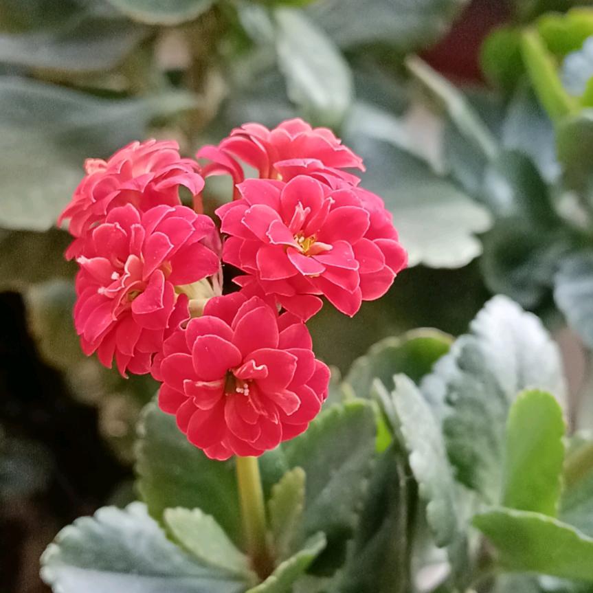 菊子