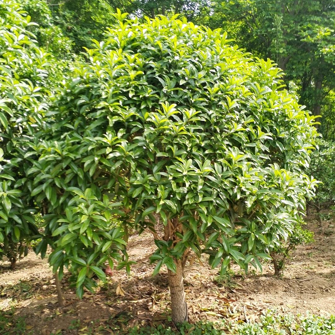 铂格苗木基地
