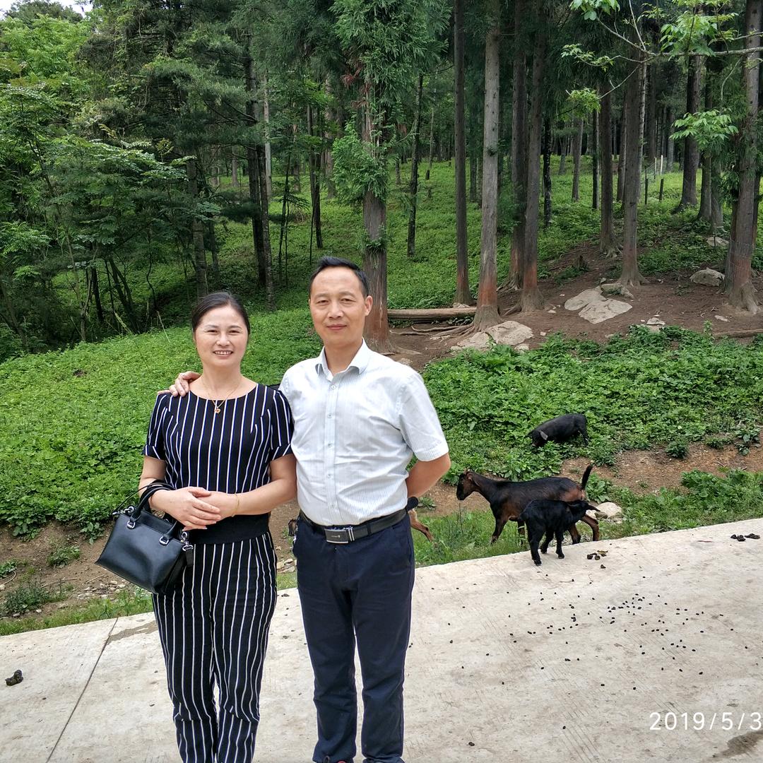 通江椴木银耳批发