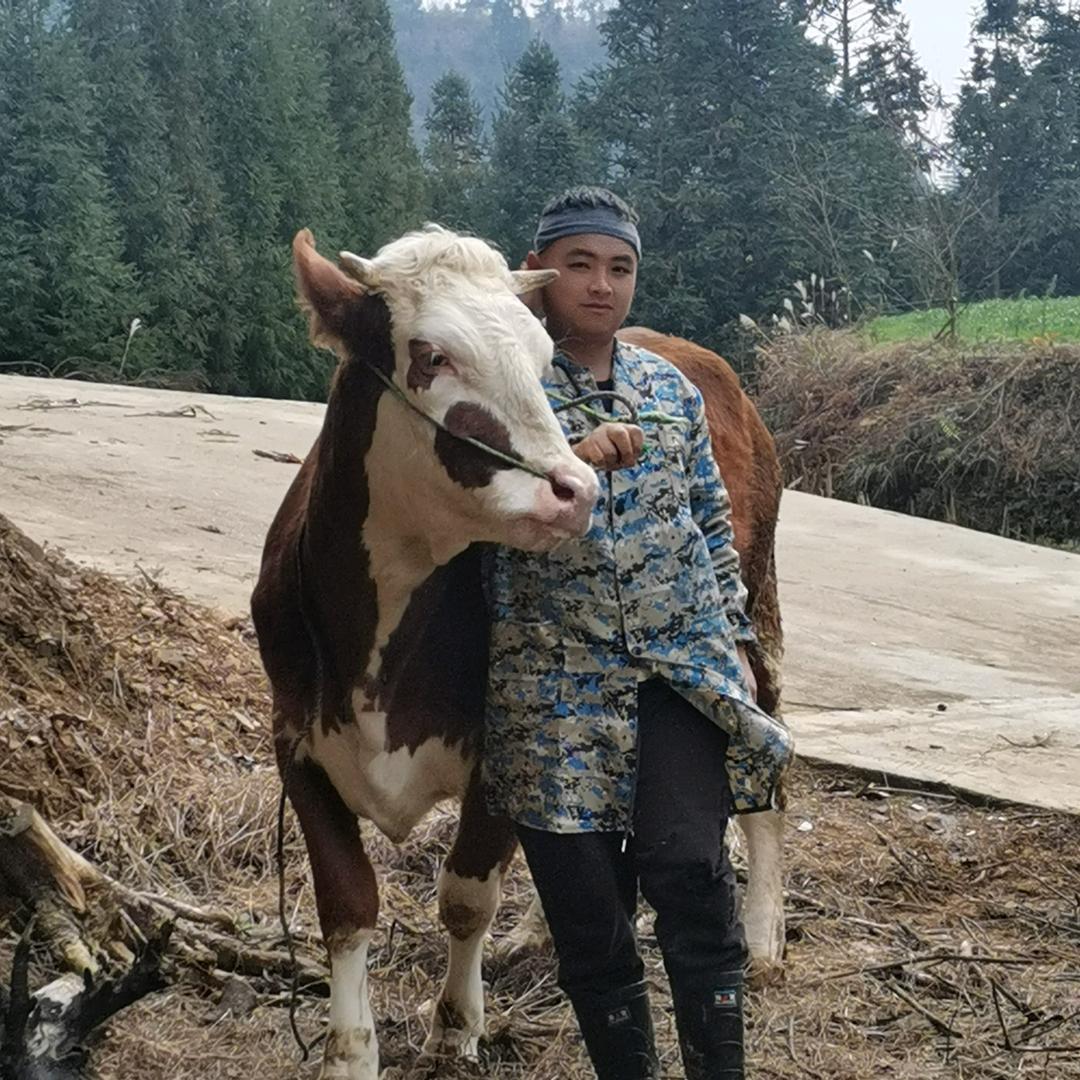 农村养牛人【小凯】