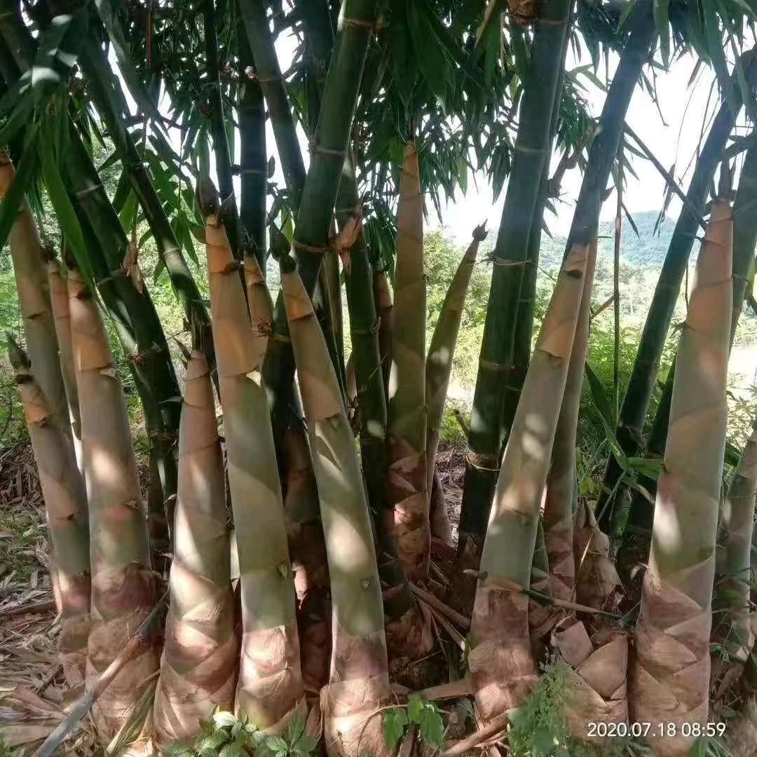 飞哥香笋