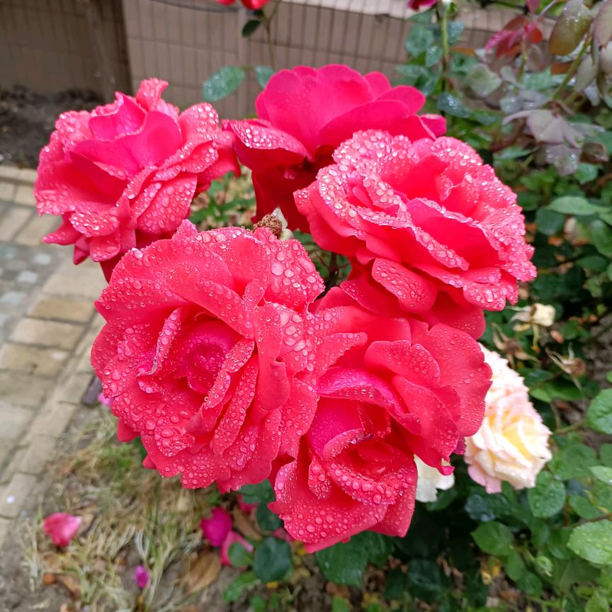 淡淡的清香