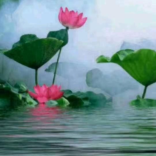 水上莲花
