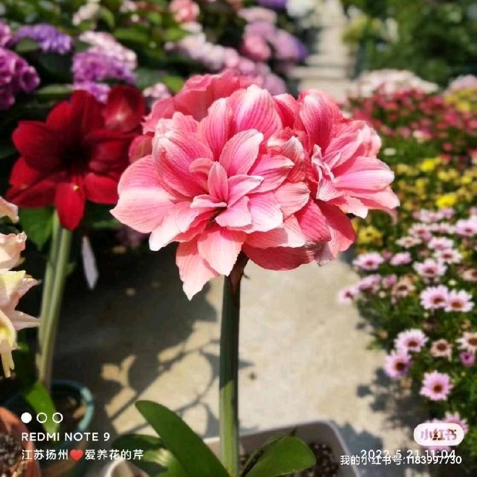 爱养花的芹