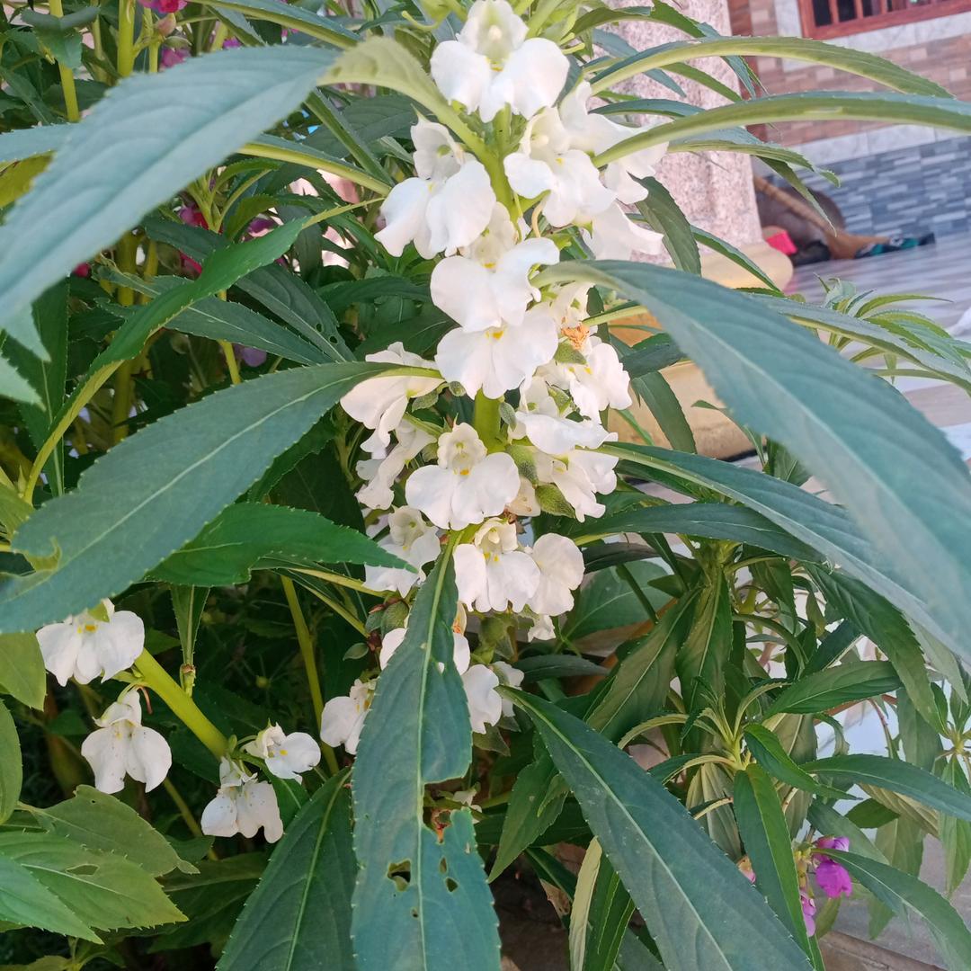 玫瑰小七🌹