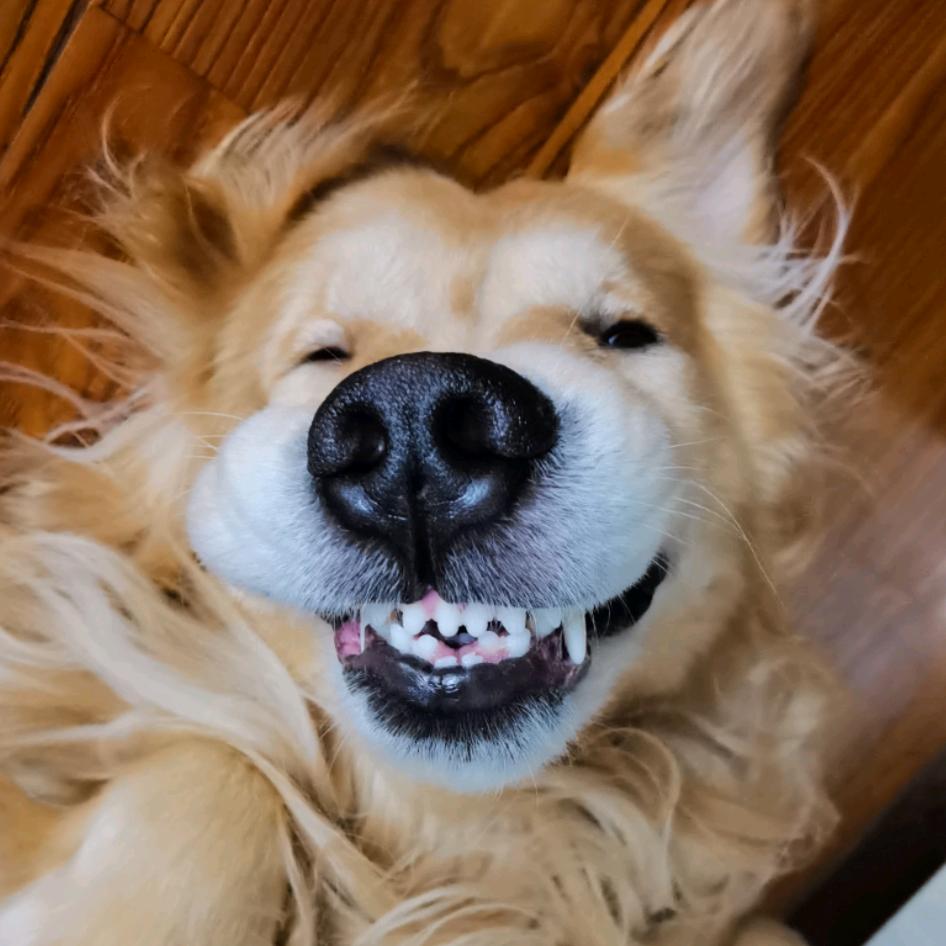 饭团来自汪星球